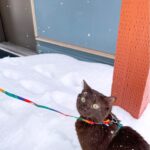 Muffin Playing in the Snow