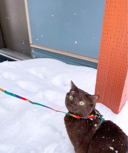 Muffin Playing in the Snow