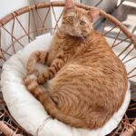 Simba the Cat in Pet Bed