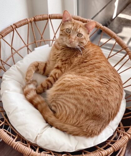 Simba the Cat in Pet Bed